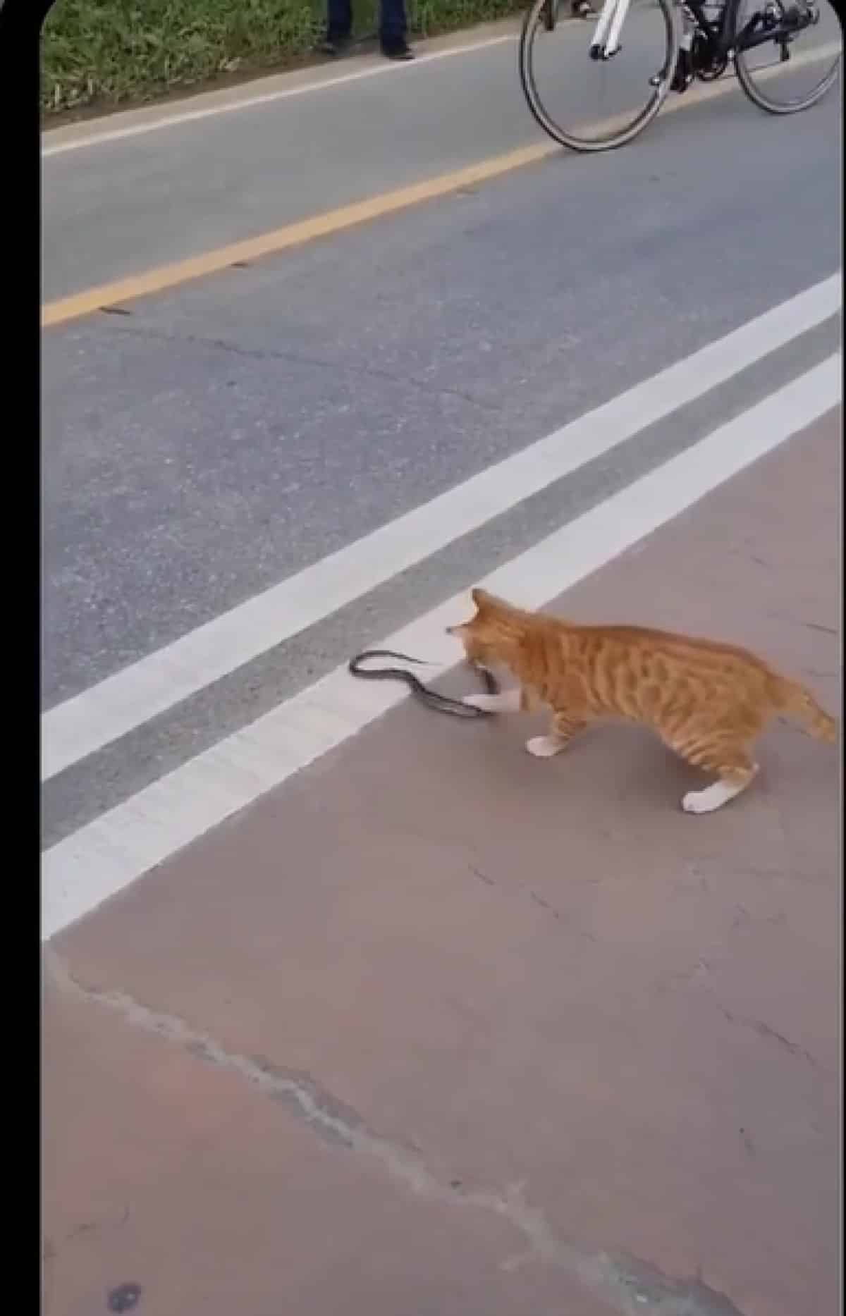 Curioso e espertalhão, o gato se mostrou muito ágil e chegou a dar vários golpes na cobra, usando suas patas dianteiras.