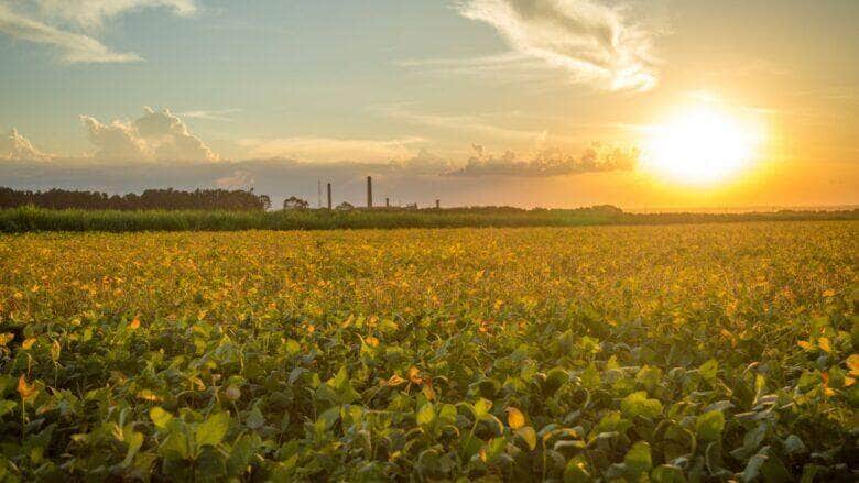 Mato Grosso