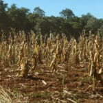 Temperaturas de 67°C no solo ameaçam agricultura em Mato Grosso