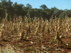 Temperaturas de 67°C no solo ameaçam agricultura em Mato Grosso