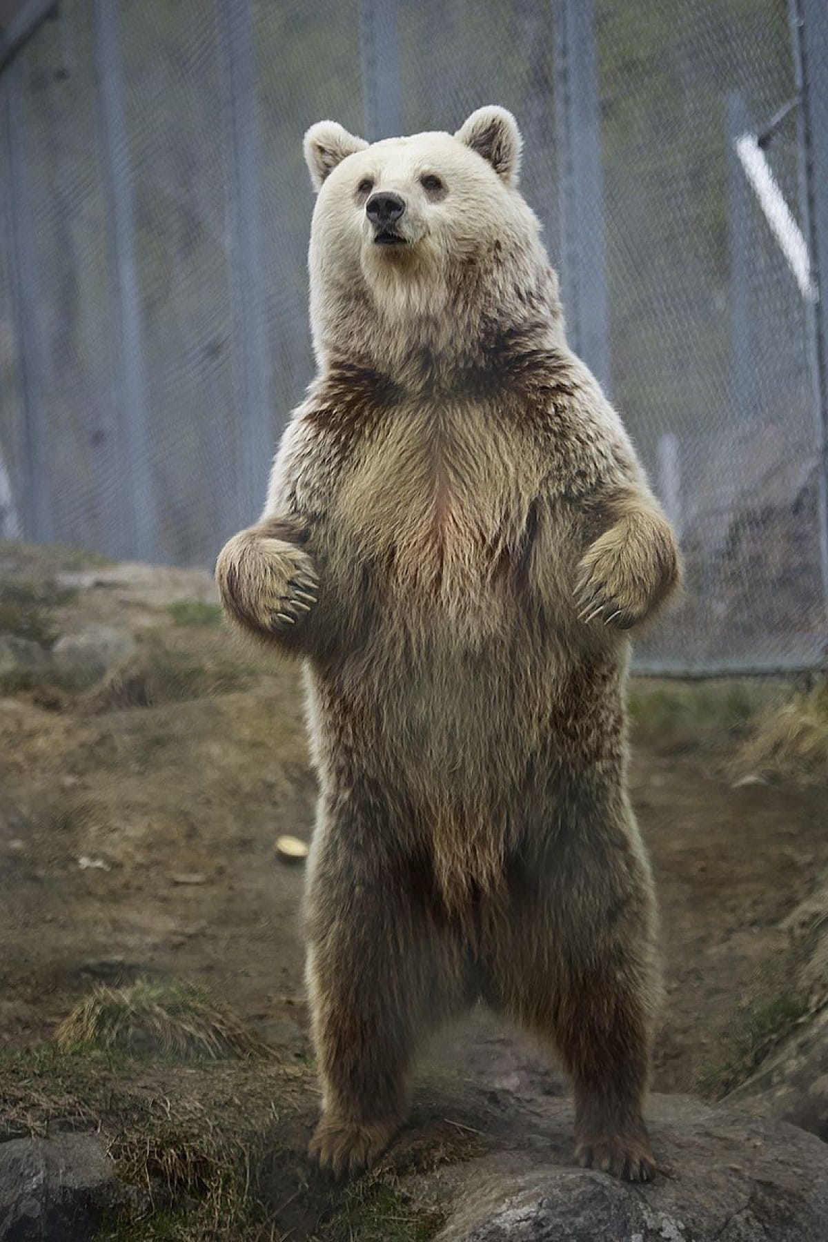 Embora classificado como urso, e logo após, como procionídeo, junto com o panda-vermelho (atualmente classificado em sua própria família, Ailuridae), o panda-gigante foi recolocado dentro da família dos ursídeos devido às novas pesquisas genéticas.