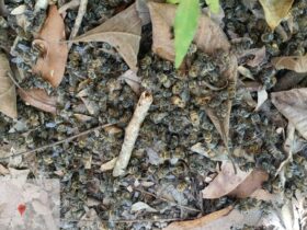 Uso irregular de agrotoxico causa morte de abelhas em Sorriso e produtor rural e multado em R 225 mil