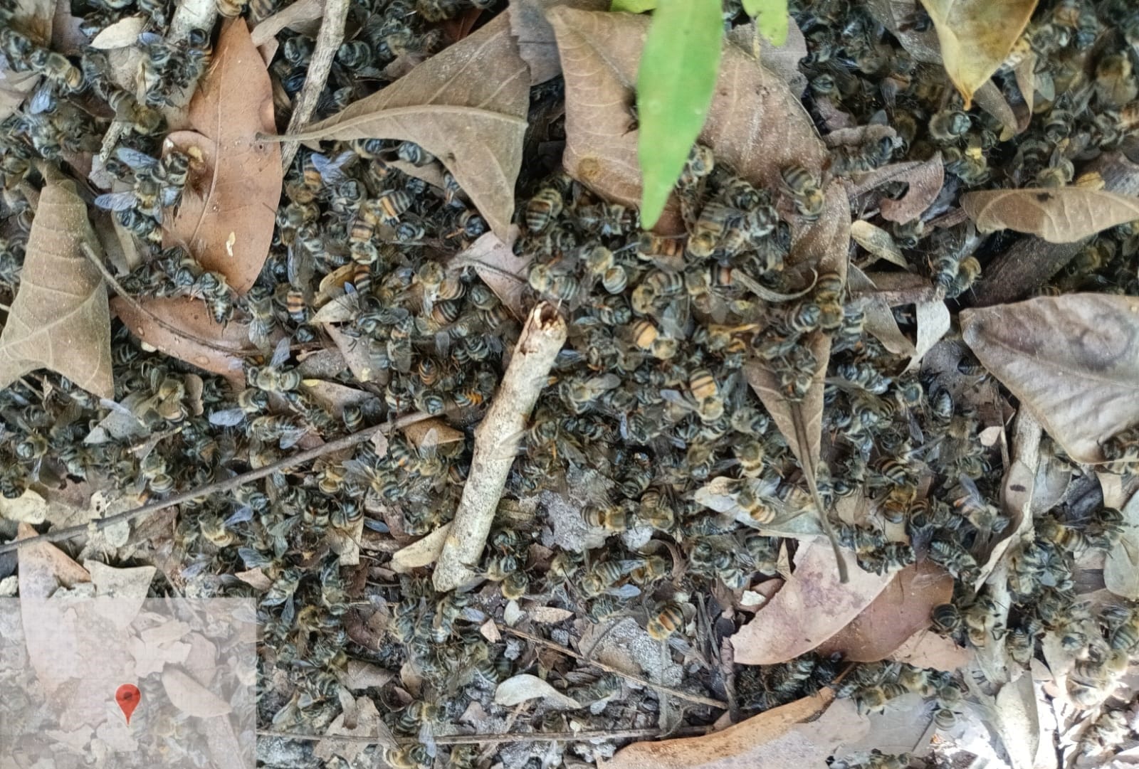 Uso irregular de agrotoxico causa morte de abelhas em Sorriso e produtor rural e multado em R 225 mil