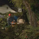 Ventania em SP derruba árvores e faz placas de prédio na Zona Sul caírem