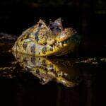 Os jacarés habitam as Américas, tendo desaparecido da Europa no Plioceno. Na América do Norte, ocorre, somente, o gênero Alligator.