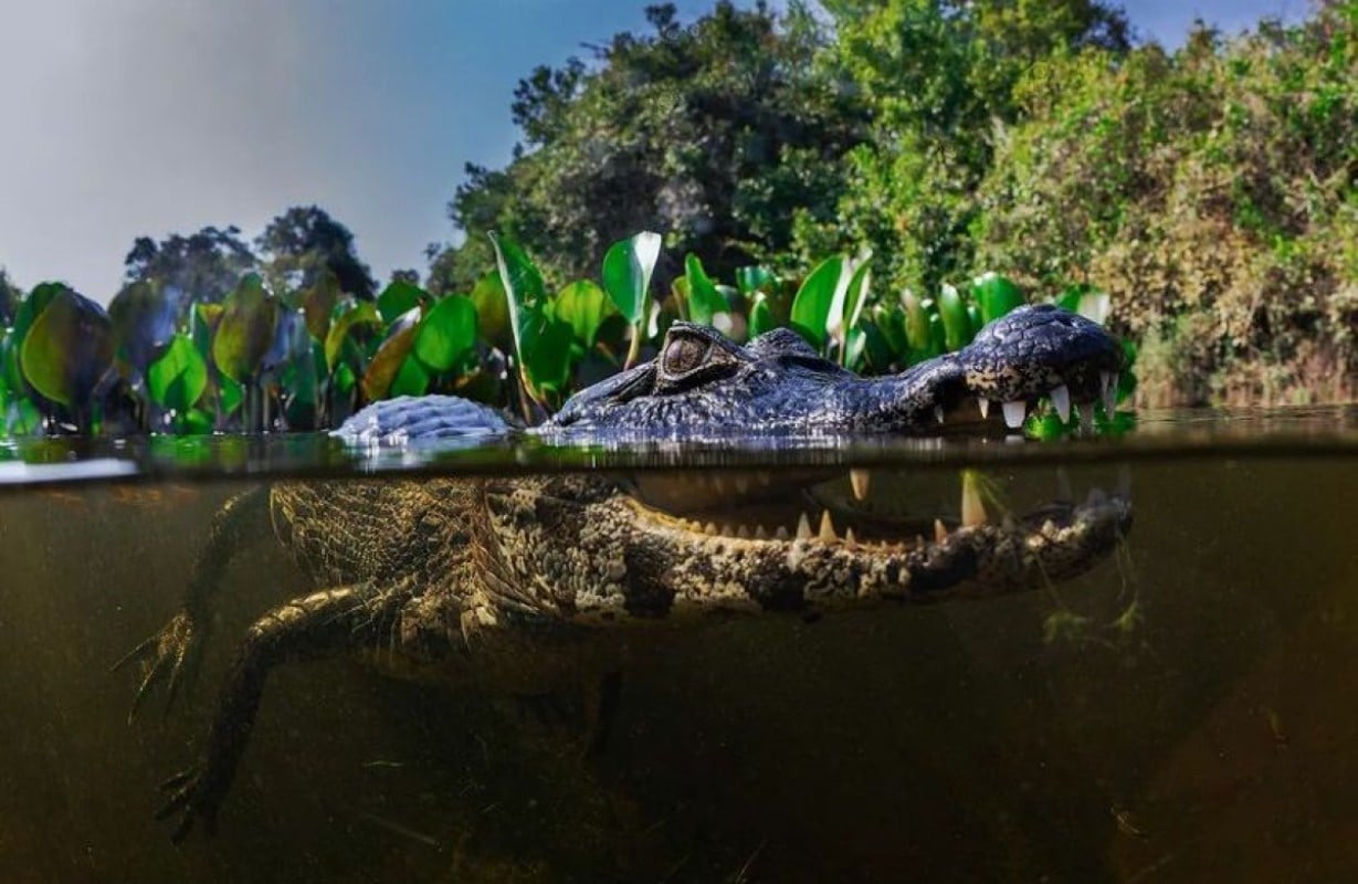 “Quase tão emocionante como estar na água com cobras gigantes, foi a nossa sessão de mergulho de jacarés”, descreve ele.