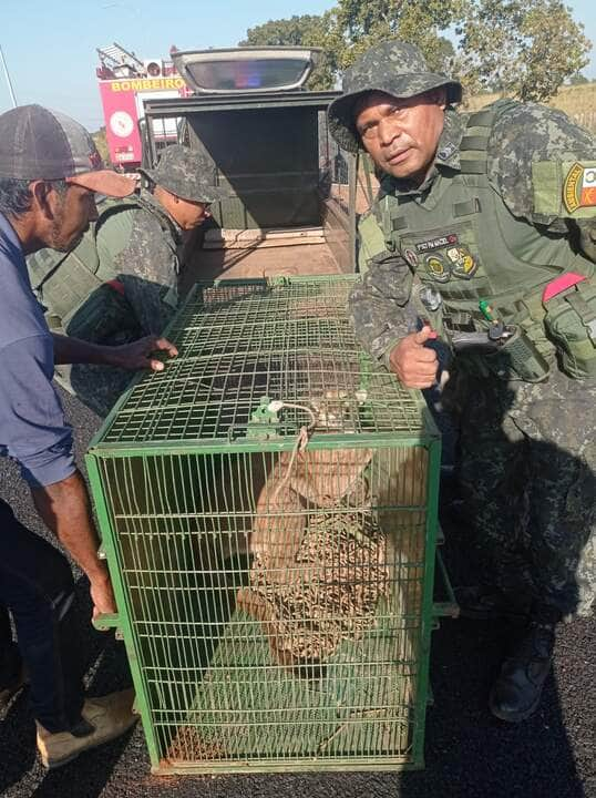 A onça parda estava ferida e com vida. As equipes realizaram a captura, recolhendo a onça para prosseguir nos cuidados à sua integridade.