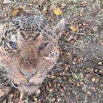 Homem é preso por matar onça-pintada e cozinhar carne em Mato Grosso