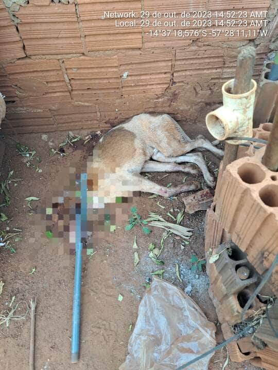 A ocorrência foi registrada por volta das 14h30 de ontem, domingo (29), no bairro Jardim Mané Garrincha.