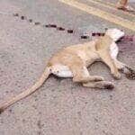 Onça parda morre ao ser atropela por motocicleta em Mato Grosso