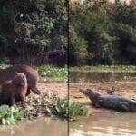 Jacaré e capivara mostraram que é possível, sim, também viver momentos de paz no Pantanal em Mato Grosso (MT).