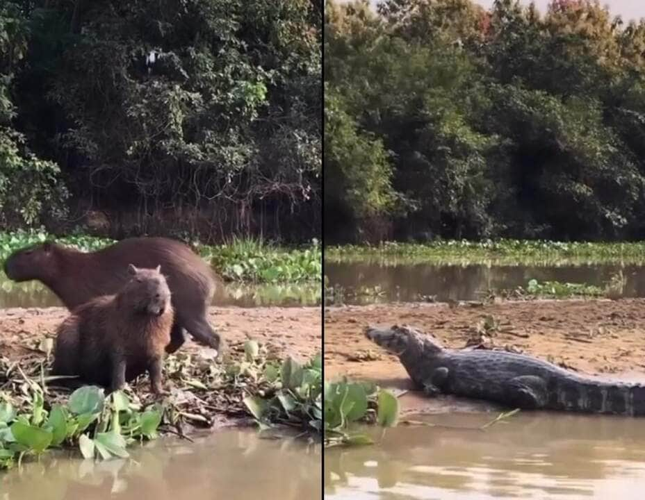 Jacaré e capivara mostraram que é possível, sim, também viver momentos de paz no Pantanal em Mato Grosso (MT).