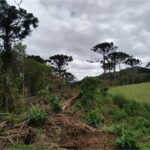acoes ambientais ajudam na recuperacao de 254 hectares de florestas