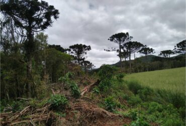 acoes ambientais ajudam na recuperacao de 254 hectares de florestas