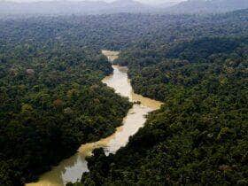 El parque ambiental de Jamanxim es un santuario ecológico de 1. 300 hectáreas donde viven especies autóctonas de la Amazonia Por: Leonardo Milano/ICMBio