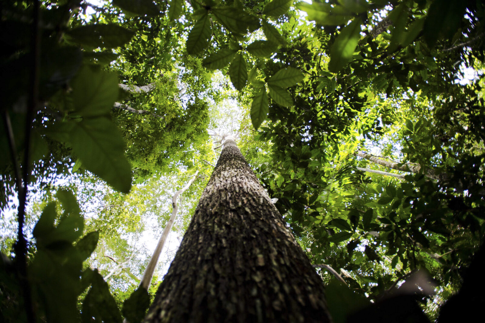 alertas de desmatamento na amazonia caem 68 em abril scaled 1