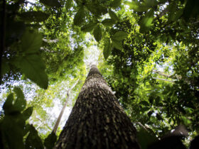 alertas de desmatamento na amazonia caem 68 em abril scaled 1