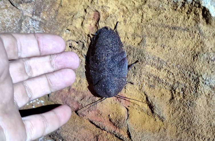 Pará - Animal em extinção de 1 mm é encontrado apenas em caverna no PA. Cientistas buscam sensibilizar comunidades para conservação de bichinho. Foto: Acervo IDEFLOR-Bio/PAT Xingu