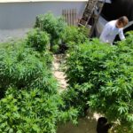 anvisa proibe importacao de cannabis in natura e partes da planta