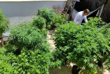 anvisa proibe importacao de cannabis in natura e partes da planta