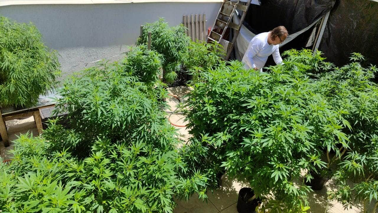 anvisa proibe importacao de cannabis in natura e partes da planta