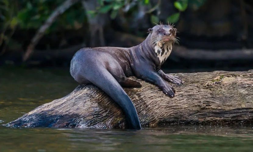 A ariranha ou lontra-gigante é um mamífero pertencente à família Mustelidae, a maior família de animais carnívoros.