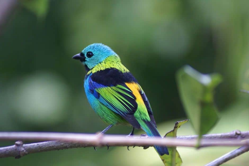 Cobra sucuri devora ave na água e vídeo viraliza 3 As aves estão presentes em todas as regiões do mundo e variam significativamente de tamanho, desde os 5 cm do colibri até aos 2,75 m da avestruz.