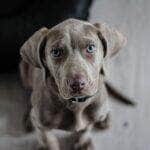 A cadela, cachorro ou cão (nome científico: Canis lupus familiaris), no Brasil também chamado de cachorro, é um mamífero da família dos canídeos, subespécie do lobo, e talvez o mais antigo animal domesticado pelo ser humano.