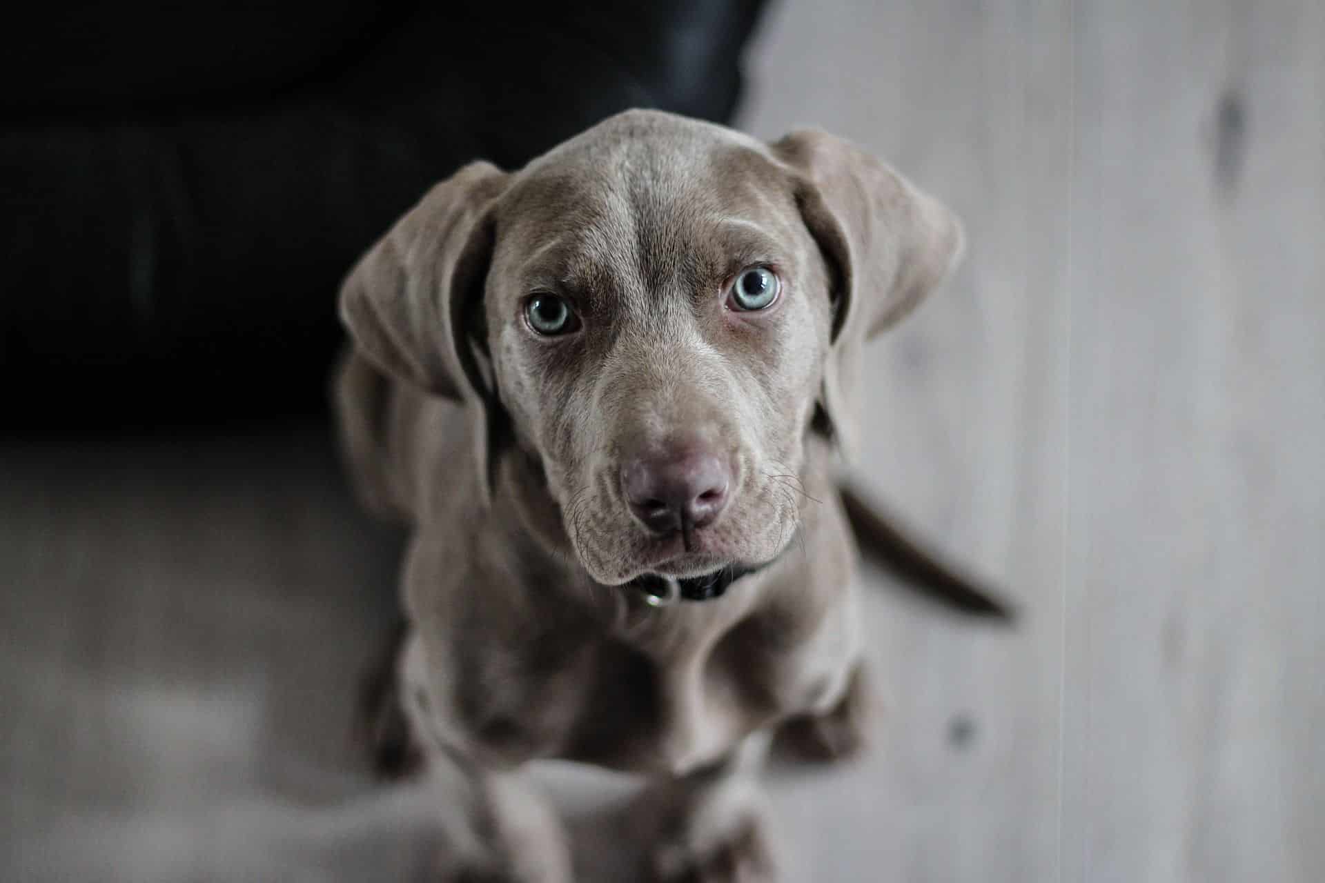 O cachorro ou cão (nome científico: Canis lupus familiaris), no Brasil também chamado de cachorro, é um mamífero da família dos canídeos, subespécie do lobo, e talvez o mais antigo animal domesticado pelo ser humano.