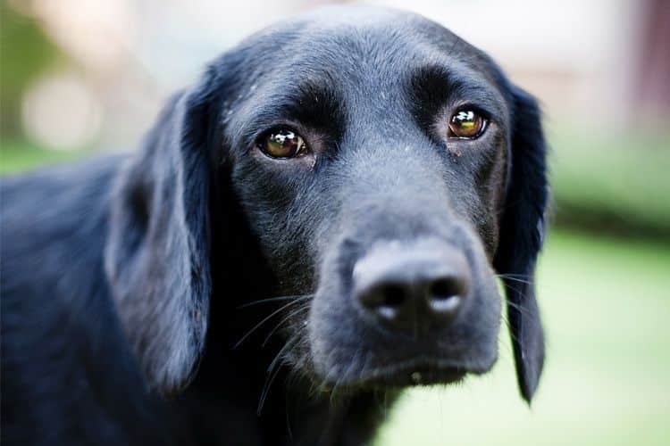 Existem diferentes métodos de adestramento de cães, mas os mais comuns são o adestramento positivo e o adestramento negativo.