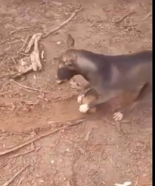 O cachorro ou cão (Canis lupus familiaris), é um mamífero carnívoro da família dos canídeos, subespécie do lobo, e talvez o mais antigo animal domesticado pelo ser humano.