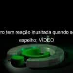 cachorro tem reacao inusitada quando se ve no espelho video 1199727