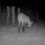 Lobo Guara capturado por câmera de monitoramento da Sema  - Foto por: Reprodução Vídeo