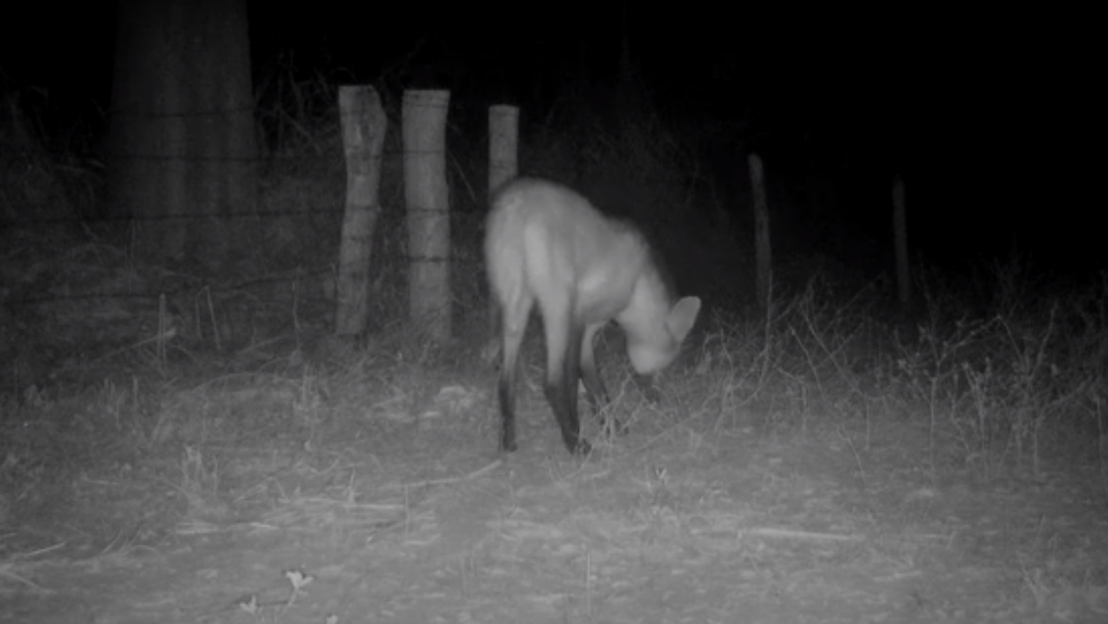 Lobo Guara capturado por câmera de monitoramento da Sema  - Foto por: Reprodução Vídeo