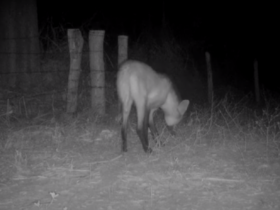 Lobo Guara capturado por câmera de monitoramento da Sema  - Foto por: Reprodução Vídeo