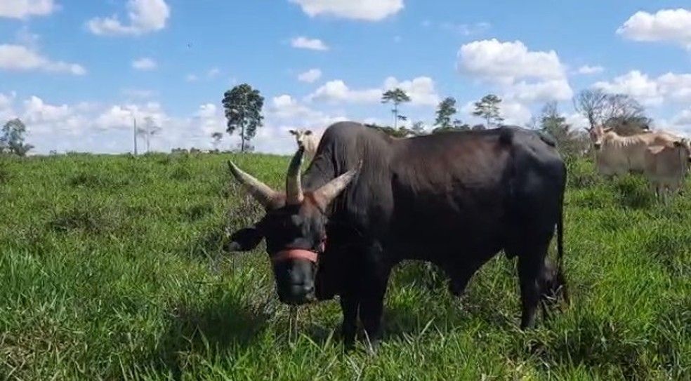 Ao pastar, o boi varia vários aspectos de sua mordida, ou seja, movimentos da língua e da mandíbula, dependendo das características da planta que está ingerindo.