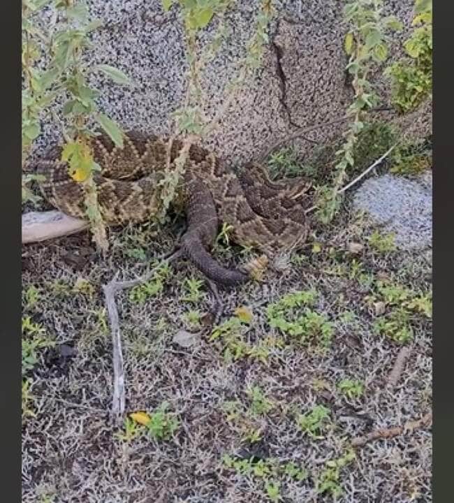 A cascavel, por razões não bem entendidas, em vez de sair completamente de sua pele antiga, mantém parte dela enrolada na cauda em forma de um anel cinzento grosseiro.