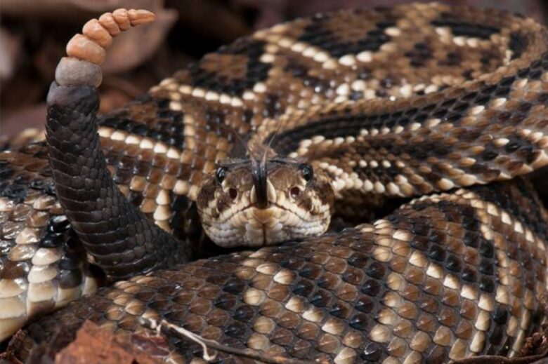 Cobra cascavel é capturada em indústria de Sorriso