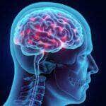 cerebro sistema nervoso ativo 1598366394961 v2 450x450