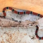 Cobra venenosa foi encontrada no quintal de casa em São Vicente (SP) — Foto: Divulgação/Prefeitura de São Vicente