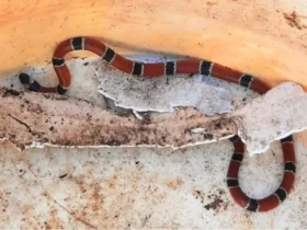 Cobra venenosa foi encontrada no quintal de casa em São Vicente (SP) — Foto: Divulgação/Prefeitura de São Vicente