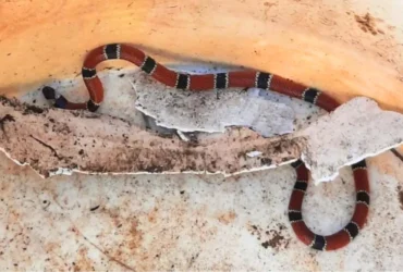 Cobra venenosa foi encontrada no quintal de casa em São Vicente (SP) — Foto: Divulgação/Prefeitura de São Vicente