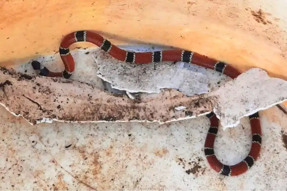 Cobra venenosa foi encontrada no quintal de casa em São Vicente (SP) — Foto: Divulgação/Prefeitura de São Vicente