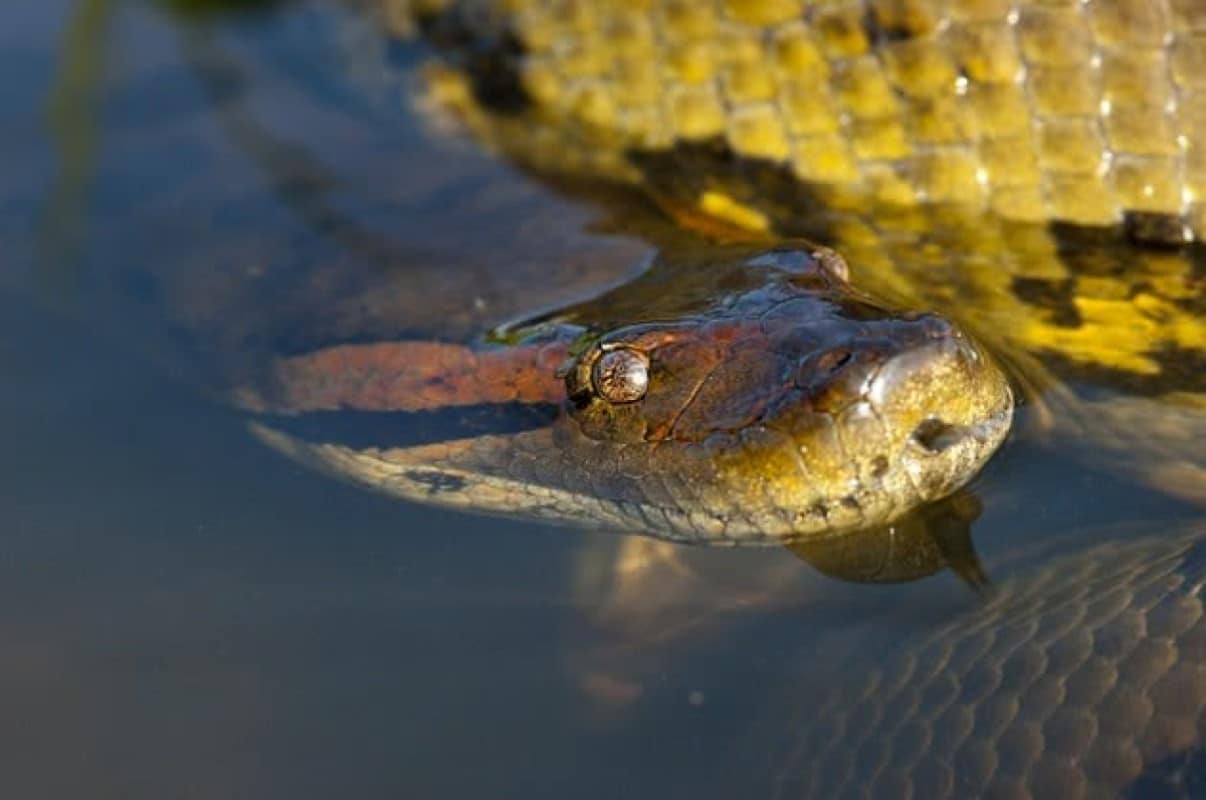 Sucuris são serpentes que apresentam hábito de vida semiaquático e que podem ser observadas em rios, brejos, pântanos e outros ambientes aquáticos da América do Sul.