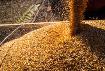 Colheita de milho, Espiga de milho, Grãos, Colheitadeira Por: Wenderson Araujo/Trilux