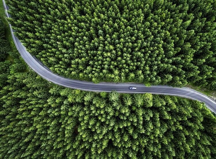 como as florestas beneficiam pessoas e o planeta
