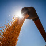 "A colheita da segunda safra de milho avança com condições favoráveis de clima"