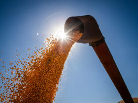 "A colheita da segunda safra de milho avança com condições favoráveis de clima"