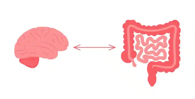 conexao intestinal do cerebro 206049 4613