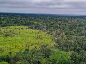 Operação conjunta combate desmatamento ilegal em Mato Grosso